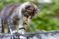 Cute little kitten on a reed roof playing Royalty Free Stock Photo