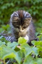 Portrait of a cute little kitten on a reed roof with green leaves Royalty Free Stock Photo