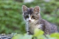 Cute little kitten on a reed roof watching into the camera