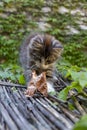 Cute little kitten on a reed roof playing with wilted leaf