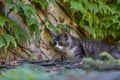 Cute little kitten on a reed roof sneaking beside a wall overgrown with ivy Royalty Free Stock Photo