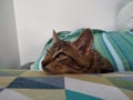 Cute Little Kitten Relaxing on Pillow