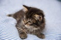 Cute little kitten resting in a bed Royalty Free Stock Photo