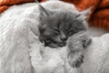 Cute little kitten resting on soft plaid Royalty Free Stock Photo