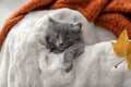 Cute little kitten resting on soft plaid Royalty Free Stock Photo