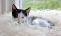 Cute little kitten resting on soft plaid Royalty Free Stock Photo