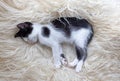 Cute little kitten resting on soft plaid Royalty Free Stock Photo