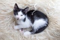 Cute little kitten resting on soft plaid Royalty Free Stock Photo