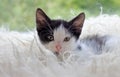 Cute little kitten resting on soft plaid Royalty Free Stock Photo