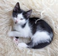 Cute little kitten resting on soft plaid Royalty Free Stock Photo