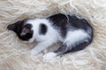 Cute little kitten resting on soft plaid