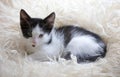 Cute little kitten resting on soft plaid Royalty Free Stock Photo