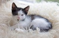 Cute little kitten resting on soft plaid Royalty Free Stock Photo