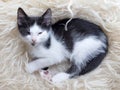 Cute little kitten resting on soft plaid Royalty Free Stock Photo