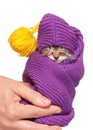 Cute little kitten Royalty Free Stock Photo