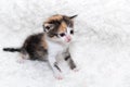 Cute little kitten sits on a soft blanket Royalty Free Stock Photo