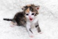 Cute little kitten sits on a soft blanket Royalty Free Stock Photo