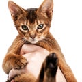 Cute little kitten sitting in the palm of a man Royalty Free Stock Photo