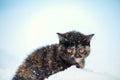 Cute little kitten sitting in snow Royalty Free Stock Photo
