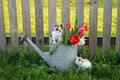 A cute little kitten is sitting on a watering can with flowers, and another kitten is waiting for him below Royalty Free Stock Photo