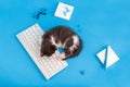 Cute little kitten in sleep on keyboard on working desk place with Stationery, computer. Pet cat sleep on pc keyboard on Royalty Free Stock Photo