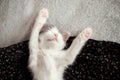 Cute little kitten sleeping on bed. Portrait of adorable sleepy grey and white kitty. Sweet dreams Royalty Free Stock Photo