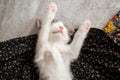 Cute little kitten sleeping on bed. Portrait of adorable sleepy grey and white kitty. Sweet dreams Royalty Free Stock Photo