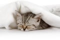 Cute little kitten sleeping covered with blanket Royalty Free Stock Photo