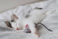 Cute little kitten sleeping with mouse toy on soft bed. Portrait of  sleepy kitty. Sweet dreams Royalty Free Stock Photo