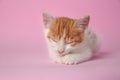 Cute kitten sleeping on pink background, closeup. Baby animal