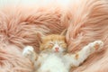 Cute little kitten sleeping on pink furry blanket