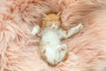 Cute little kitten sleeping on pink furry blanket