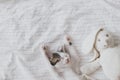 Cute little kitten sleeping on soft bed with bunny toy. Adorable kitty taking cozy nap. Sweet dreams Royalty Free Stock Photo