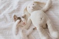 Cute little kitten sleeping on soft bed with bunny toy. Adorable kitty taking cozy nap. Sweet dreams Royalty Free Stock Photo