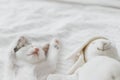 Cute little kitten sleeping on soft bed with bunny toy. Adorable kitty taking cozy nap. Sweet dreams Royalty Free Stock Photo