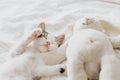 Cute little kitten sleeping on soft bed with bunny toy. Adorable tired kitty taking nap on cozy bed Royalty Free Stock Photo