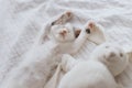 Cute little kitten sleeping on soft bed with bunny toy. Adorable tired kitty taking nap on cozy bed Royalty Free Stock Photo