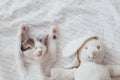 Cute little kitten sleeping on soft bed with bunny toy. Adorable tired kitty taking nap on cozy bed Royalty Free Stock Photo
