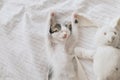 Cute little kitten sleeping on soft bed with bunny toy. Adorable tired kitty taking nap on cozy bed Royalty Free Stock Photo