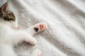 Cute little kitten sleeping on soft bed, paw pads close up. Adorable sleepy kitty relaxing on bed
