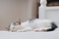 Cute little kitten sleeping on soft bed. Portrait of adorable sleepy kitty on blanket. Sweet dreams Royalty Free Stock Photo