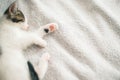 Cute little kitten sleeping on soft bed. Portrait of adorable sleepy kitty on blanket. Sweet dreams Royalty Free Stock Photo