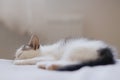 Cute little kitten sleeping on soft bed. Portrait of adorable sleepy kitty on blanket. Sweet dreams Royalty Free Stock Photo