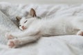 Cute little kitten sleeping on soft bed. Portrait of adorable sleepy kitty relaxing on cozy blanket Royalty Free Stock Photo