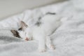 Cute little kitten sleeping on soft bed. Portrait of adorable sleepy kitty relaxing on cozy blanket Royalty Free Stock Photo