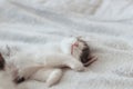 Cute little kitten sleeping on soft bed. Portrait of adorable sleepy kitty relaxing on cozy blanket Royalty Free Stock Photo