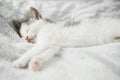 Cute little kitten sleeping on soft bed. Portrait of adorable sleepy kitty relaxing on cozy blanket Royalty Free Stock Photo