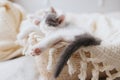 Cute little kitten sleeping on soft blanket in basket, paw with pink pads close up. Adoption Royalty Free Stock Photo