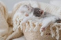 Cute little kitten sleeping on soft blanket in basket, paw with pink pads close up. Space for text Royalty Free Stock Photo