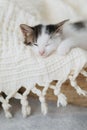 Cute little kitten sleeping on soft blanket in basket. Portrait of adorable sleepy kitty napping Royalty Free Stock Photo